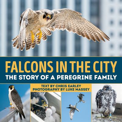Falcons in the city : the story of a peregrine family Book cover